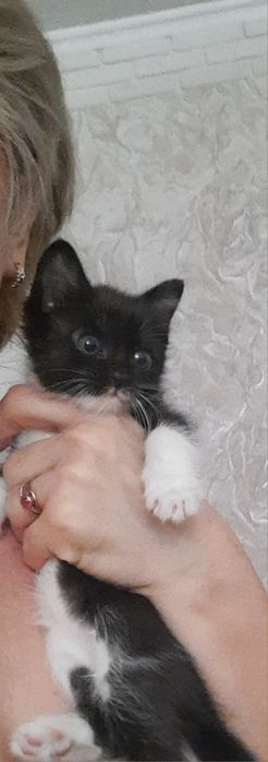 Отдам котёнка ест сам,ходит в лоток.Котик.Доставка.Шустрый ,игривый.