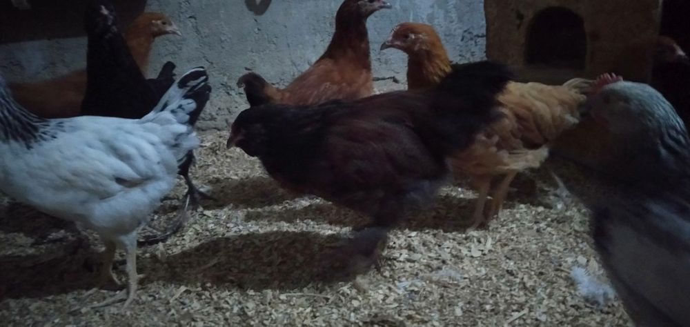 Продам цыплят.2,5месяца