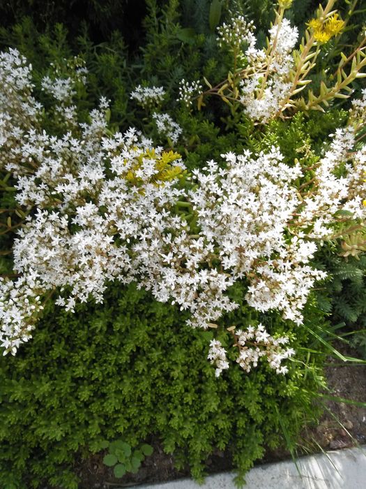 Дебелец  и  два вида седум