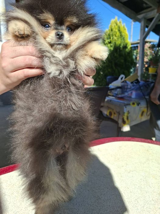 Померан момченце