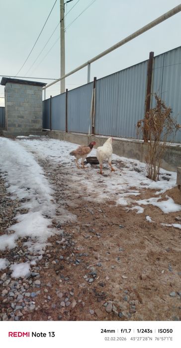 Продам дакан март