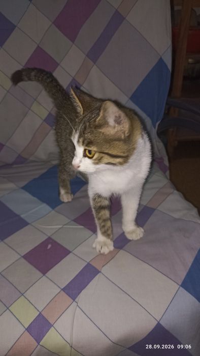 Котик ищет любящих родителей