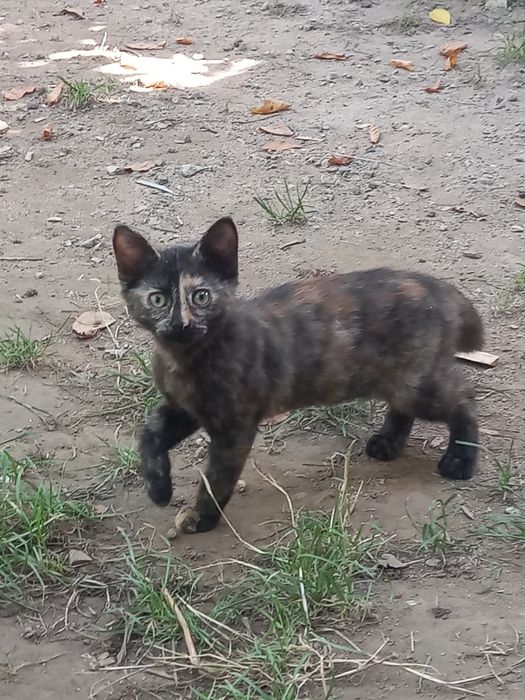 Котёнок бесплатно!