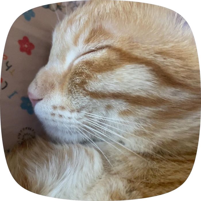 Потерялась кошка