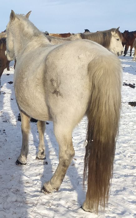 Продам кобылу 9 лет