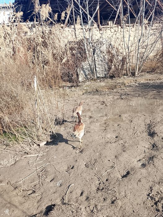 Дакан хуроз товук.