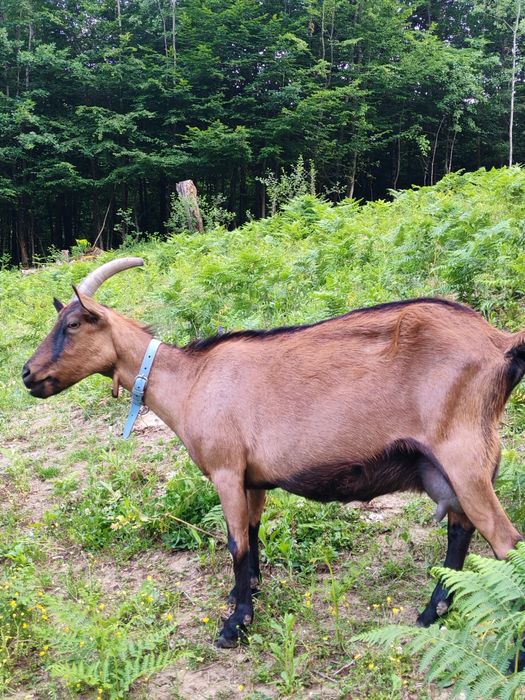 Capra alpina bună de lapte
