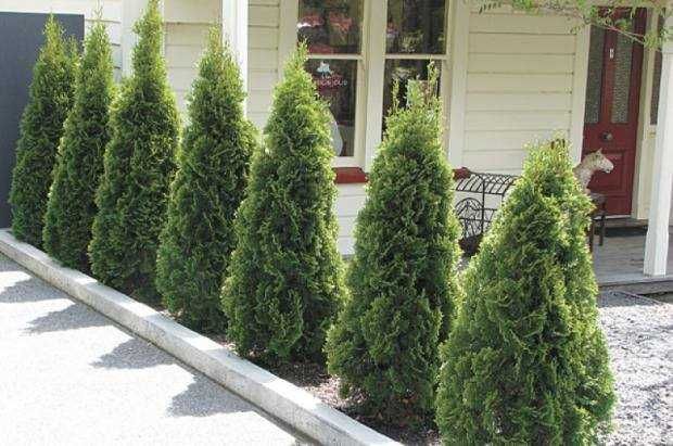 Западна туя Смарагд