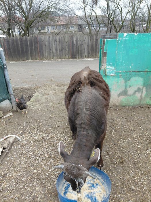 Vitea de 1 an de vanzare