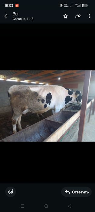 Продам молодых коров