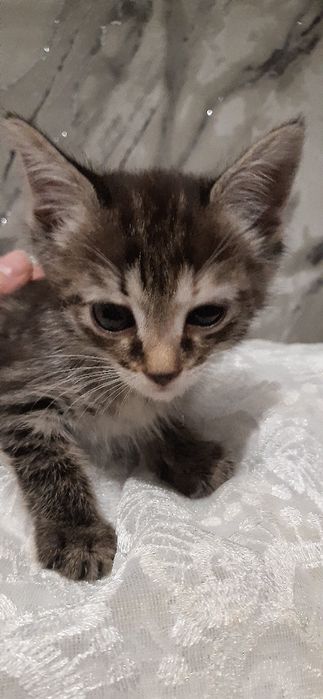 Срочно отдам котят