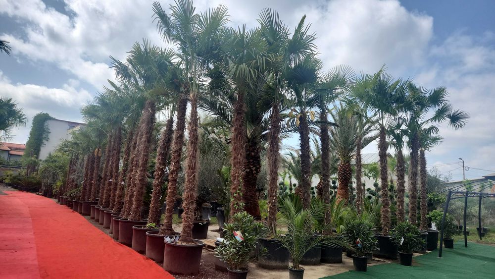 Palmieri rezistenti iarna 1000 disponibili pe stoc livrare rapida toata tara