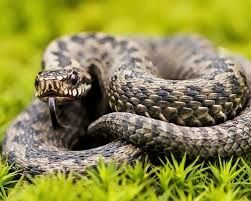 Уничтожение змей и скарпионов Дезинфекция