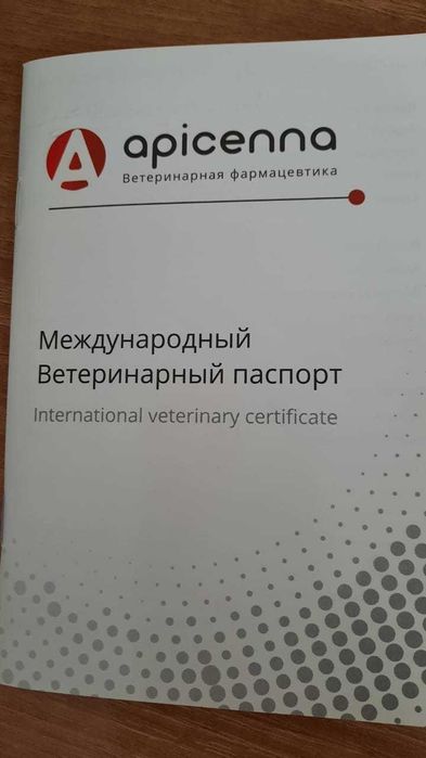 Ищем дом для собаки, любящих людей