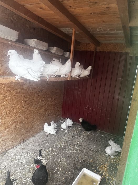 Vând păuni , fazani , gaini  moțate olandeze, sebright , porumbei