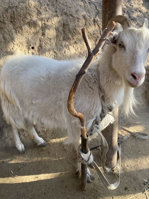 Козы зааненские.