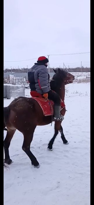 Айғыр-Жеребец 3 лет