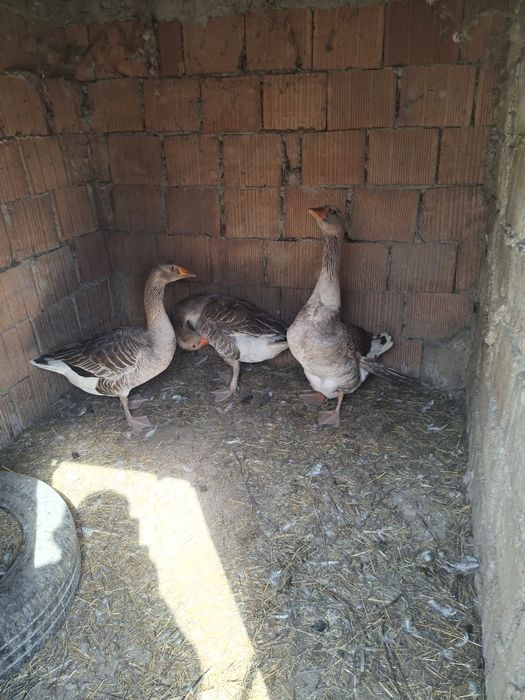 Vând gastte de casă