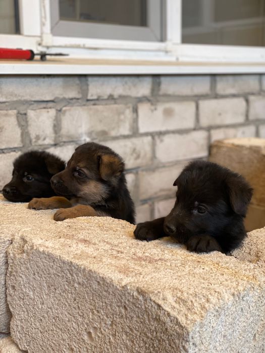 Щенки немецкой овчарки