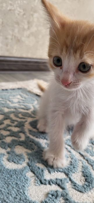 КОТЁНОК (девочка; үргашы) БЕСПЛАТНО