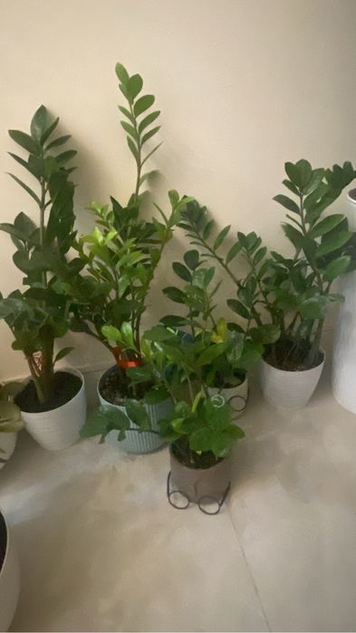 Комнатное растения