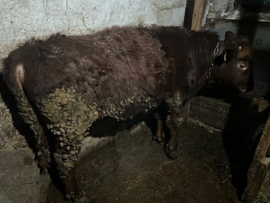 4бас таиынша сатылады