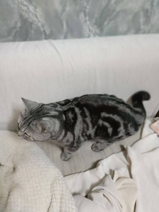 Мысық сатамын 250 000