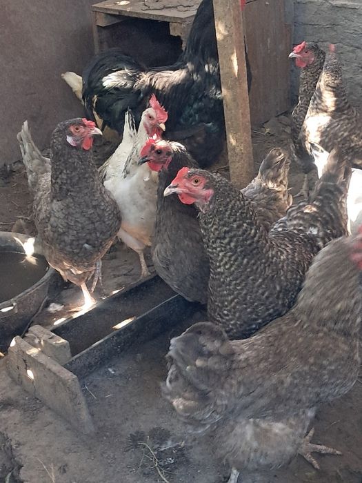 Продам годовалых курей