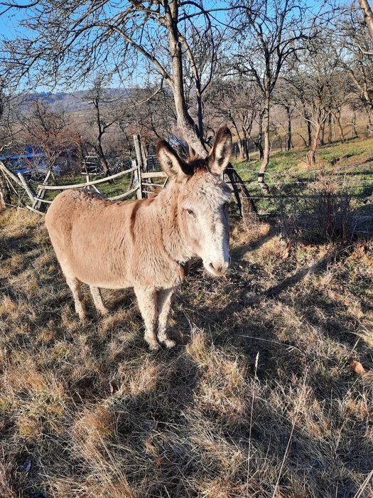 schimb ferma de magarite cu cherestea