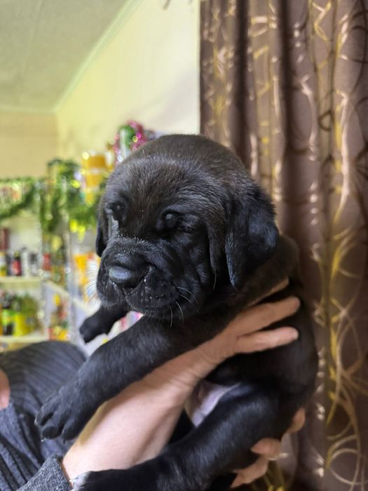 Щенки Коне Корсо продажа