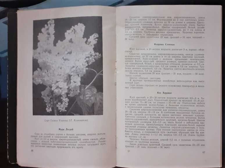 Сирень Громов А. 1963г.