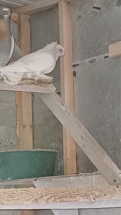 Продам голубей Шымкент