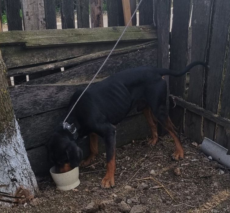 Caine de vânătoare