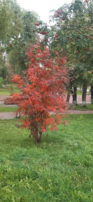 Саженцы рябины и других культурных растений