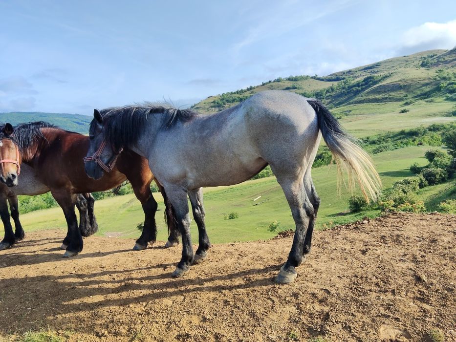 Vând mânză de 3 ani bună la ham