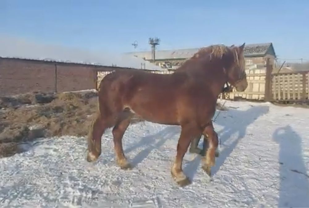 Продам жеребцов тяж русский