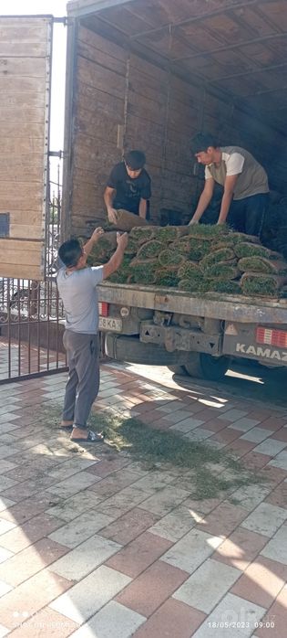 Ruloniy gazon ekish