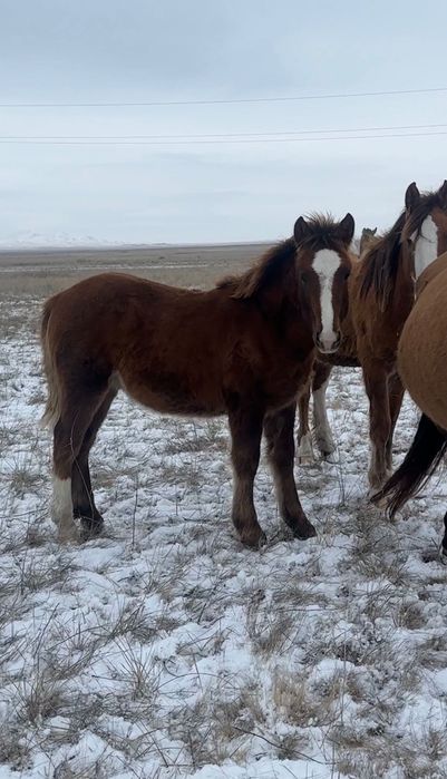 Жеребята тяжеловоз