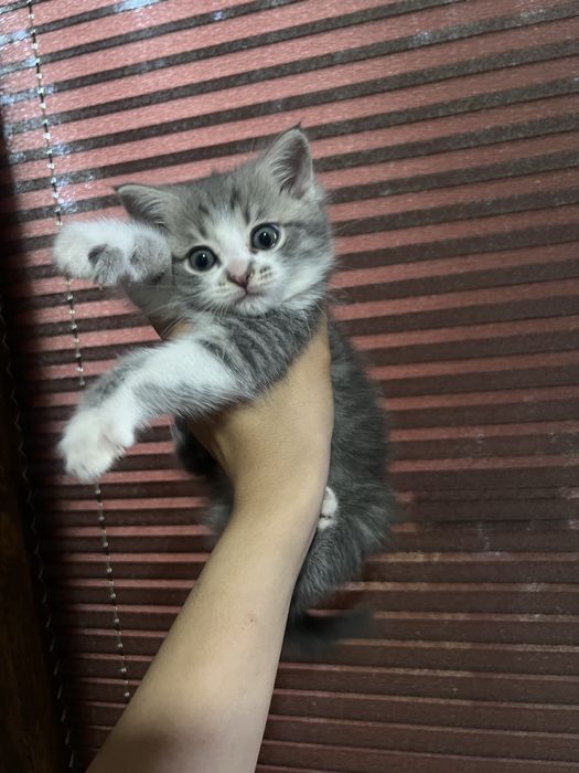 Кошка Шотлантский