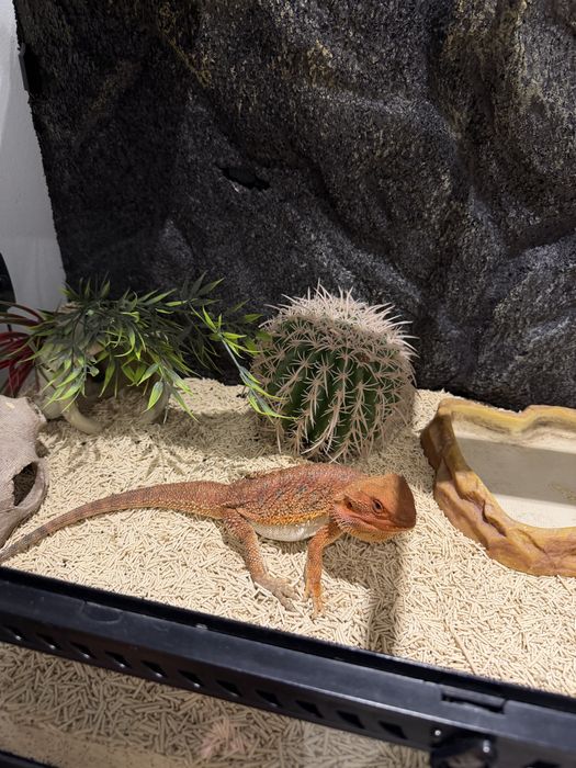 Vând Dragon cu Barbă (Pogona) + terariu complet echipat