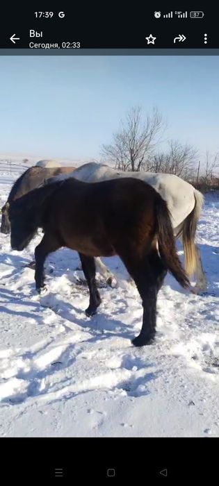 Жылқылар,лошади,соғым.от 450.000