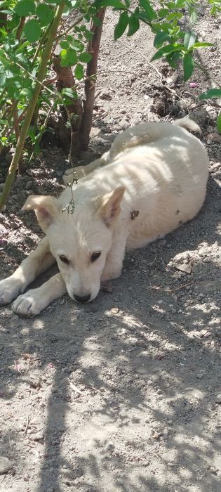 Щенок Лайки бесплатно.