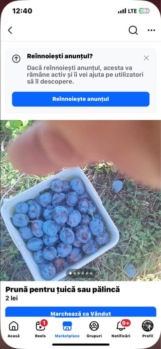 Pruna de tuica sau palinca