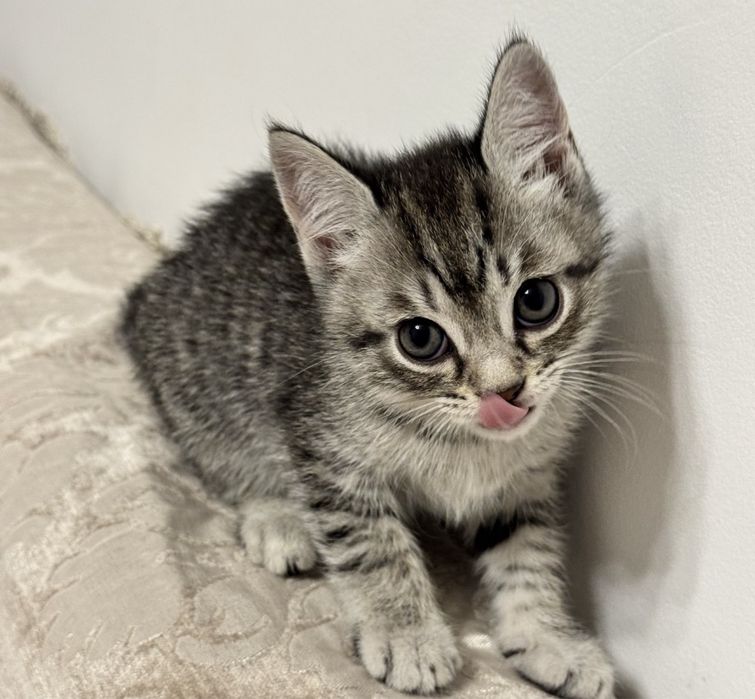 Отдам котёнка в добрые люди