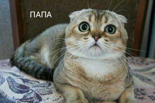 Шотландская вислоухая Фолд Страйт 2 месяца