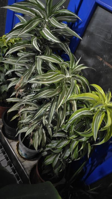 Комнатные растения