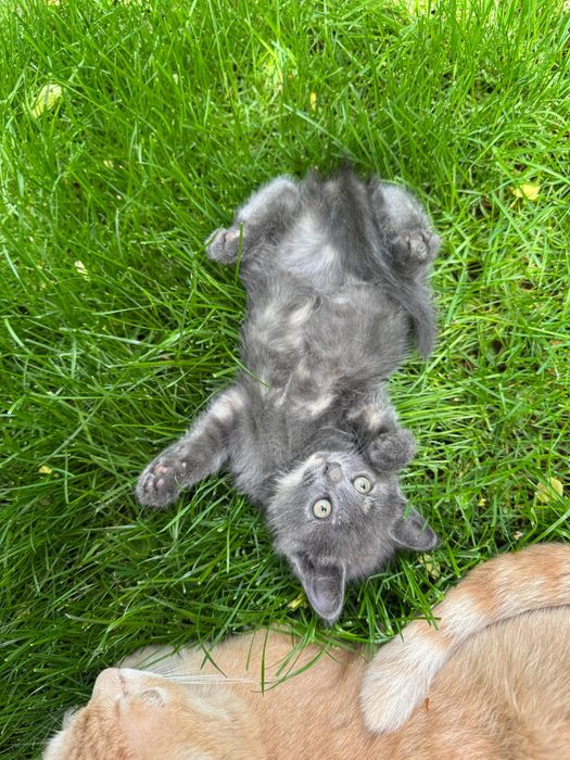 Отдам котят в хорошие