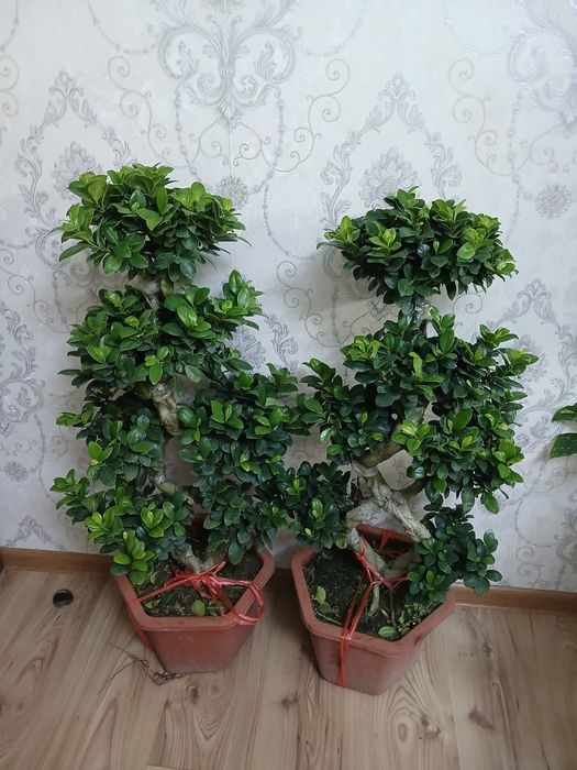Бонсай фикус . комнатные цветы