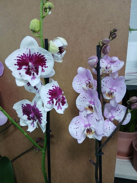 Орхидея качество Голландия