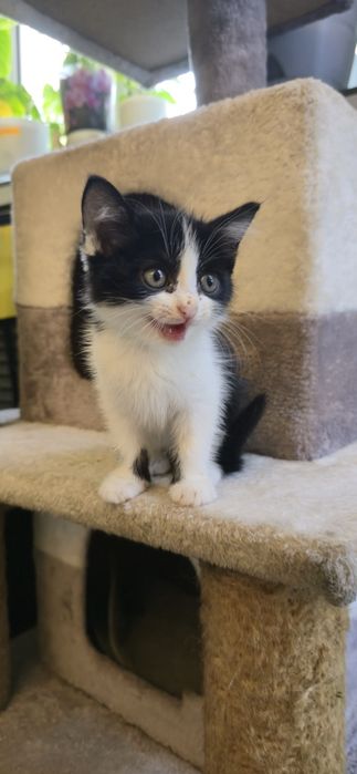 Котёнок девочка в добрые руки
